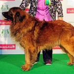 Fernando BOB Crufts 2013