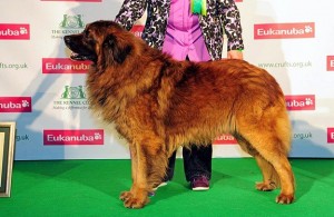 Fernando BOB Crufts 2013