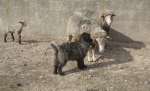 Xuva with the sheep in Portugal